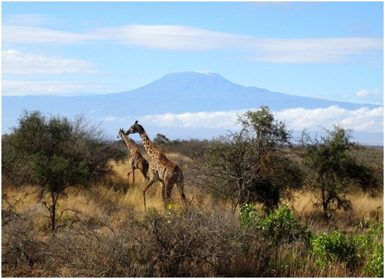 Kenya Kenya